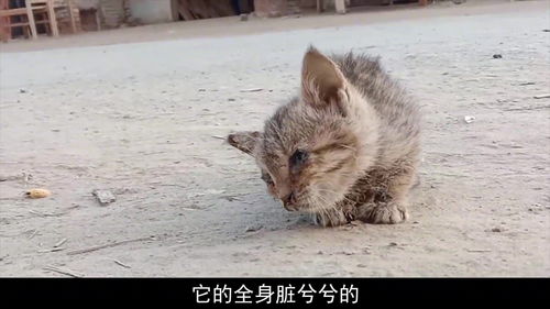 几天大的小流浪猫患上严重眼疾,呆在原地,哀嚎声令人心酸 