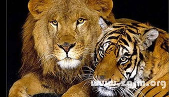 梦见狮子跟老虎