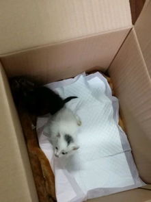 从学校捡回来两只小奶猫,其中一只被认出是玳瑁猫,女孩快要美翻 