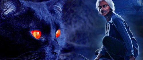 为何黑猫那么不招人待见, 原来有那么恐怖的传说和灵异现象