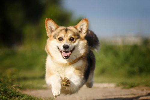 古人没有狂犬疫苗,被疯狗咬了怎么办 老祖宗的智慧真令人折服