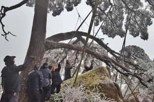 大雪非要压青松没办法 每日轻松一刻1月31日晚间版 