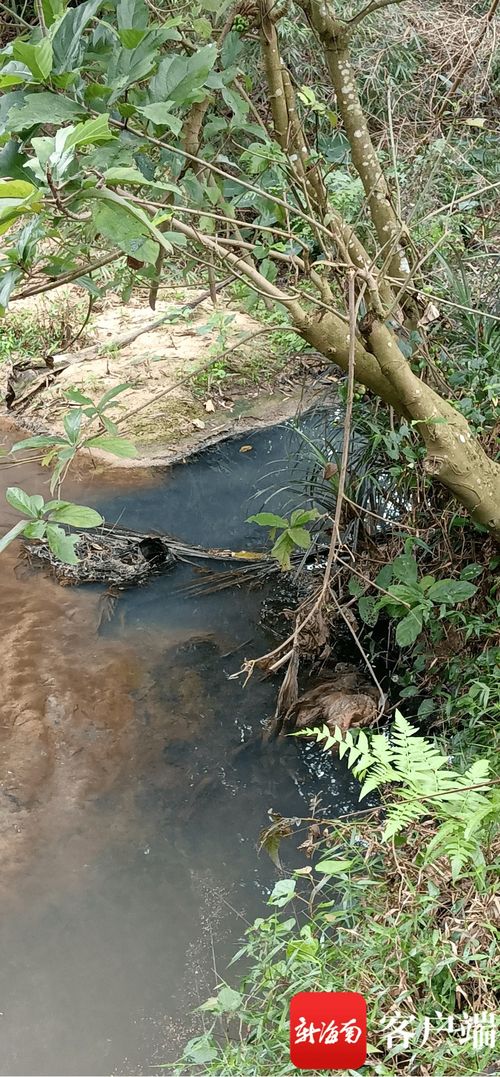 定安一橡胶厂污水流入槟榔地和水沟,当地环保部门介入调查