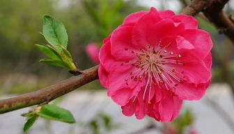 春暖花开之梅花红