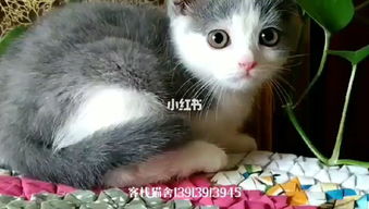 南京客栈猫舍 蓝白英国短毛猫蓝猫英短纯种宠物猫咪 猫咪幼崽活体 猫 宠物 小红书 