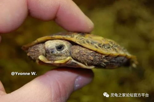 饼干陆龟的人工饲养