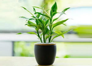 盆栽的富贵竹能放阳台养吗？