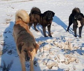 真正的东北猎犬,数量纯种仅百条,如今已濒临灭绝