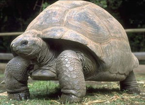 象龟适合家养吗？