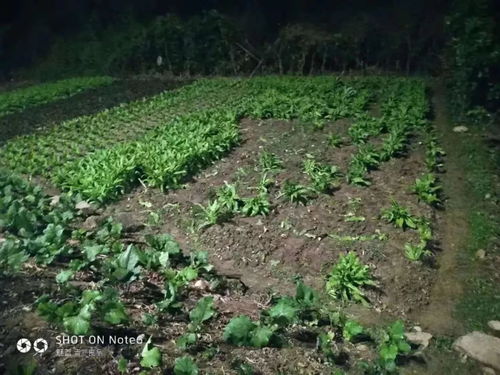 遂宁男子深夜到菜地偷东西,看到赃物大家都忍不住笑了