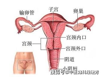 女人经量突然变少,中医妇科段晓芳 与这3个因素有关