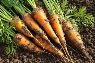 在家怎么种植胡萝卜,种植胡萝卜第一步