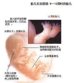 怀孕初期的3个月 胎儿发育的过程及B超所见