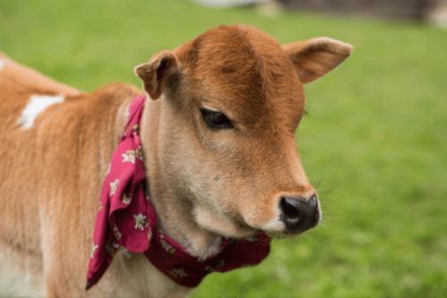 刚出生的小牛犊怎么人工喂养 人工喂牛犊的方法,科学喂养是关键