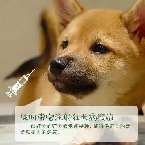 碧桂园物业联合畜牧站 免费注射狂犬疫苗