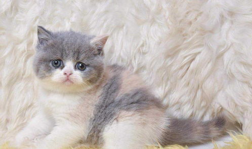 英短短毛猫什么颜色最美 你家养的是哪种呢