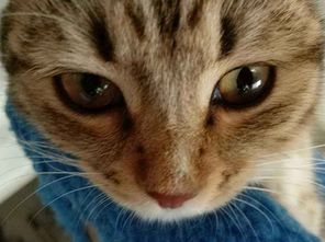 猫眼睛流泪发炎怎么办,猫结膜外凸发炎 