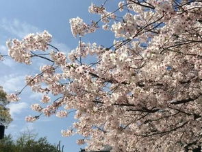 关于日本早樱花的诗句