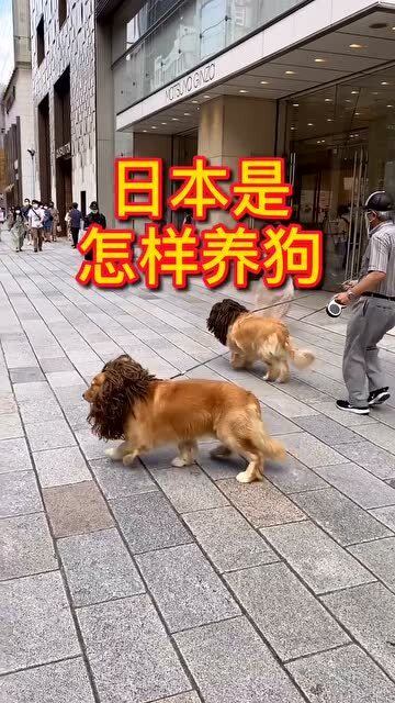 终生制养狗,60年没出过狂犬病,日本人是这样养狗的 