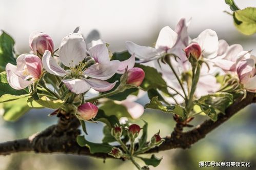 12月桃花当头,喜上眉梢,红娘送良缘,旧情复燃,佳偶天成的星座