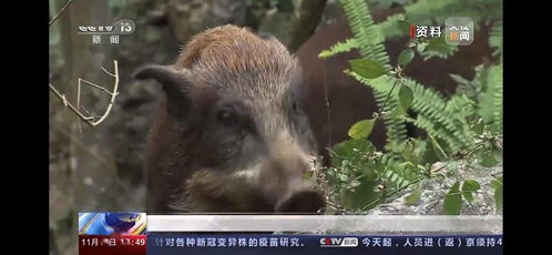 三有 动物名录拟删除野猪,此前多地曾组建野猪狩猎队