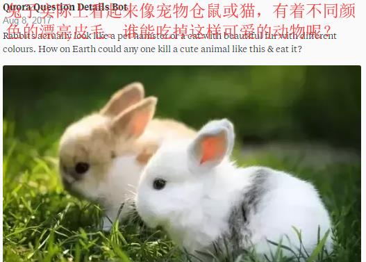 美版知乎提问 为什么中国人吃兔子 外国网友回答很解气