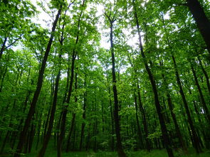 林山河叶桑榆是什么电视剧