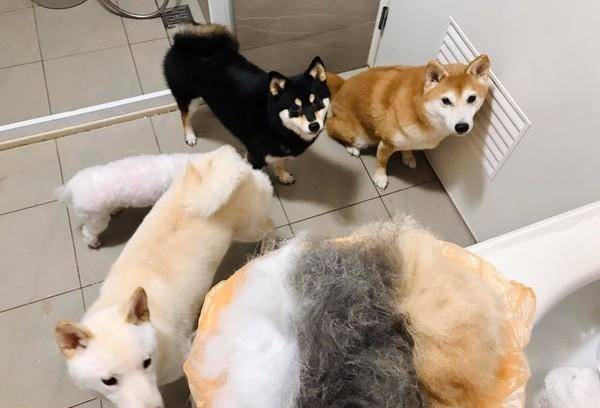 养四只狗是怎样的体验,花五个小时洗狗,弄出三大团狗毛