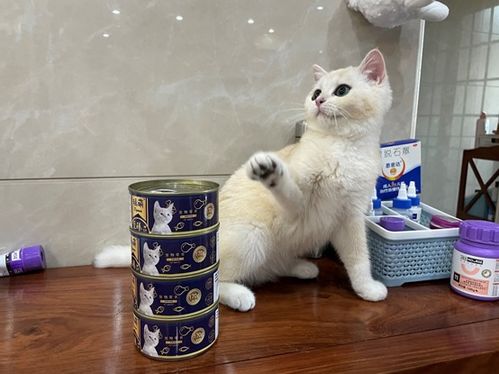 猫罐头买哪个牌子好 618最值入手的猫罐头