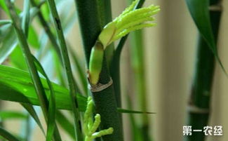凤尾竹是根本繁殖还是种子繁殖，我公司的凤尾竹结了很多种子，可以种吗？
