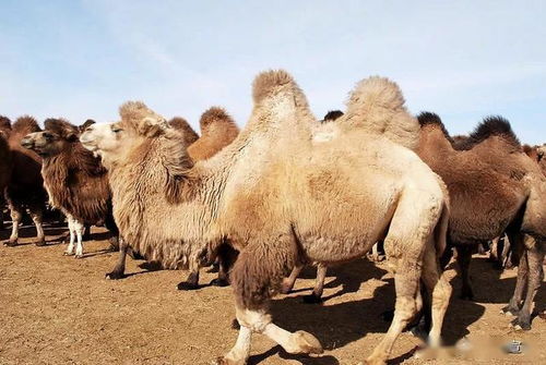 骆驼 自然律动训练营
