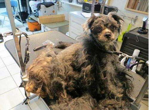 宠物美容师为什么会拒绝为你的狗狗服务 这真的不怪他 