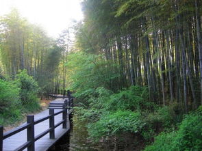 南山竹海旅游顺序