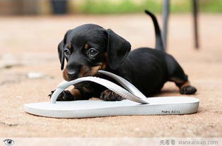 狗狗为什么喜欢叼鞋咬鞋,爱宠一族你真的了解它吗