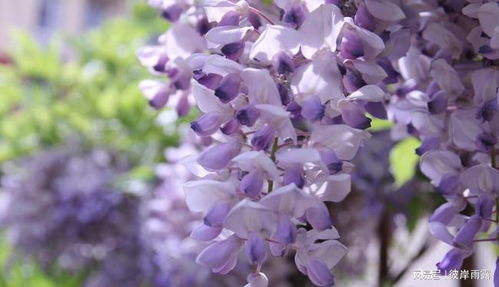 紫藤花花语是什么意思,紫藤花的寓意