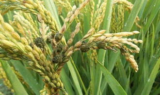 什么是水稻稻曲病,巴斯夫尊保能防赤霉病吗