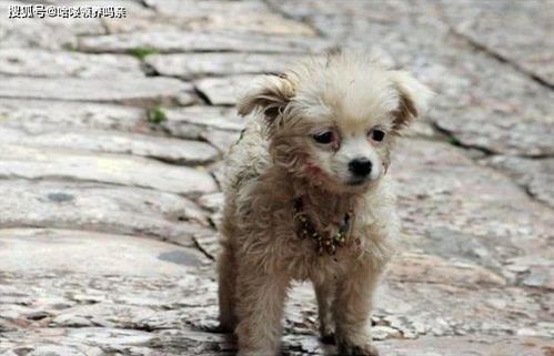 你会不会觉得眼睛红的狗有狂犬病 路遇流浪狗后的错误动作示范