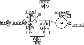 把一个细胞中的磷脂分子全部提取出来.在空气和水界面上将它们铺成单分子层 假定单分子间距离适当且相等 .推测在下列生物中.空气和水界面上磷脂分子层的表面积与原细胞的表面积之比最小的细胞是 