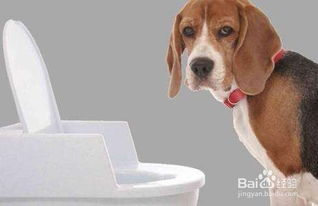 怎么训练狗狗在室内上厕所 
