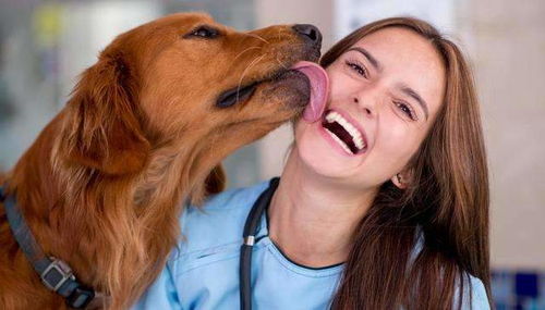 狗狗为什么会喜欢舔主人的脸 原来是 护犊子 的延伸