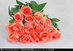 16朵玫瑰代表什么,玫瑰不只是代表着爱情？花朵在人类文明中的历史故事