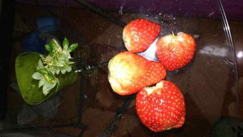 草莓泥 宝宝辅食的做法大全 草莓泥 宝宝辅食家常做法 好豆 