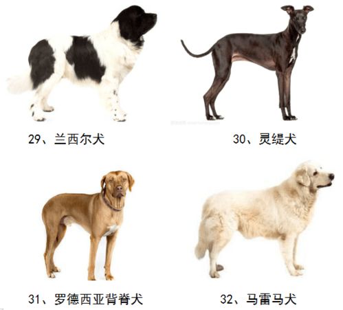 北京禁养犬名单最新2022(北京禁养犬种目录)