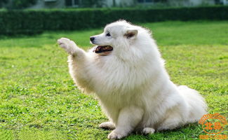 分享,萨摩耶犬种介绍,晒萨摩耶犬图片,解读萨摩耶犬好养吗 