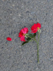 花哭花瓣飞 