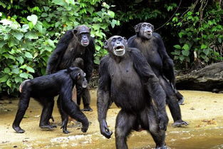 非洲秘密岛屿,住着从美国实验室中 幸存的 患病猩猩