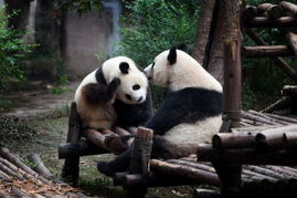 四川成都大熊猫繁育基地 