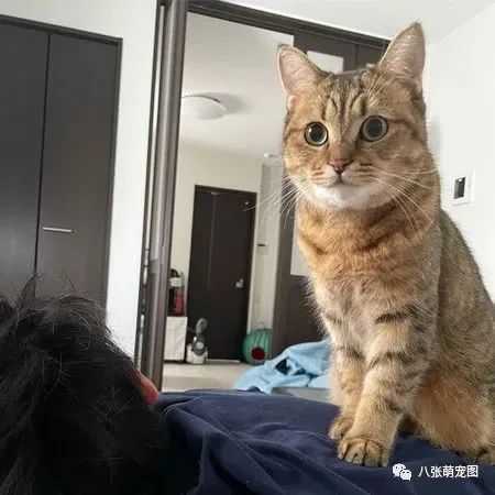 敷面膜的猫头像图片