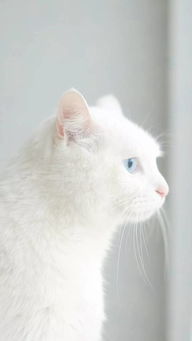 壁紙 貓咪壁紙,可愛白貓