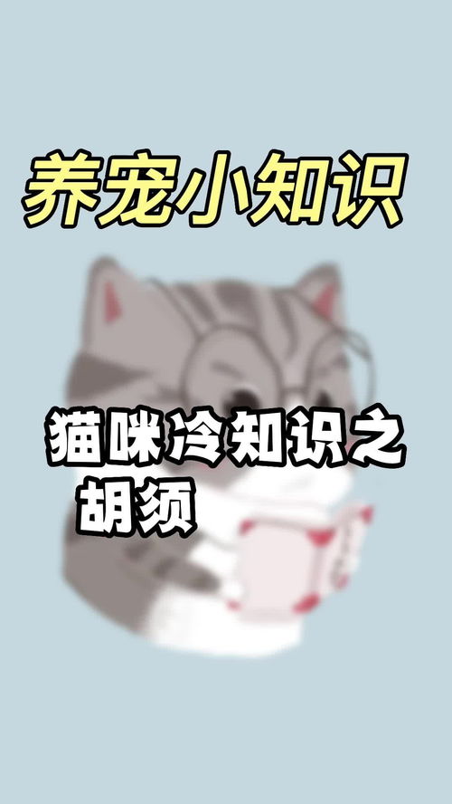 猫咪冷知识之胡须的作用 